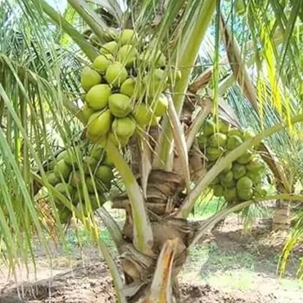 Sprouted Dwarf Green Malayan Coconut Plant – Cocos nucifera – Tropical Indoor/Outdoor Garden Plant
