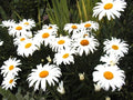 Daisy Seeds - 130 Pack - Shasta Dwarf White Perennial - Leucanthemum superbum - Easy to Grow Garden Flower