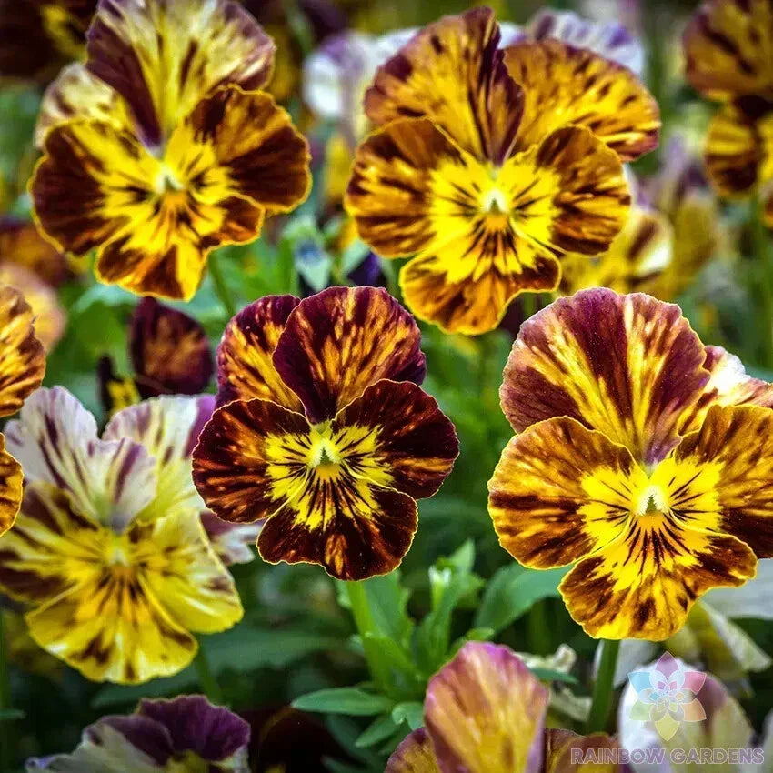 Pansy Seeds Brush Strokes Variety - 200+ Count - USA Grown Viola