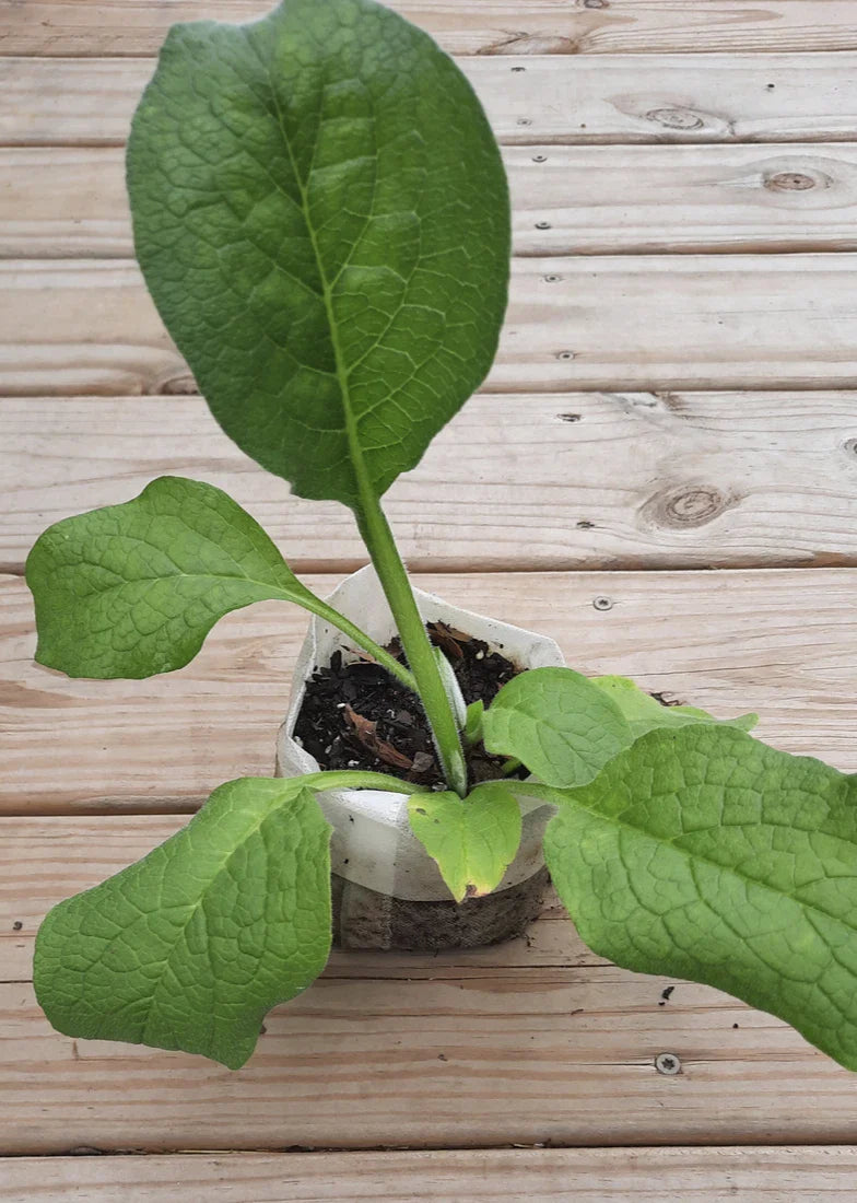 Comfrey Root Cutting, Established Bocking 4 Variety, Symphytum x uplandicum, Herbal Plant for Gardening and Medicinal Use