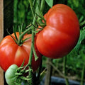 Big Boy Tomato Seeds - Organic Hybrid Solanum lycopersicum, Non-GMO, Heirloom, Large Juicy Tomatoes, 10+ Seeds