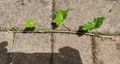 English Ivy Cuttings 10 Live 6-Inch Hedera helix Trailing Vine for Indoor or Container Growing