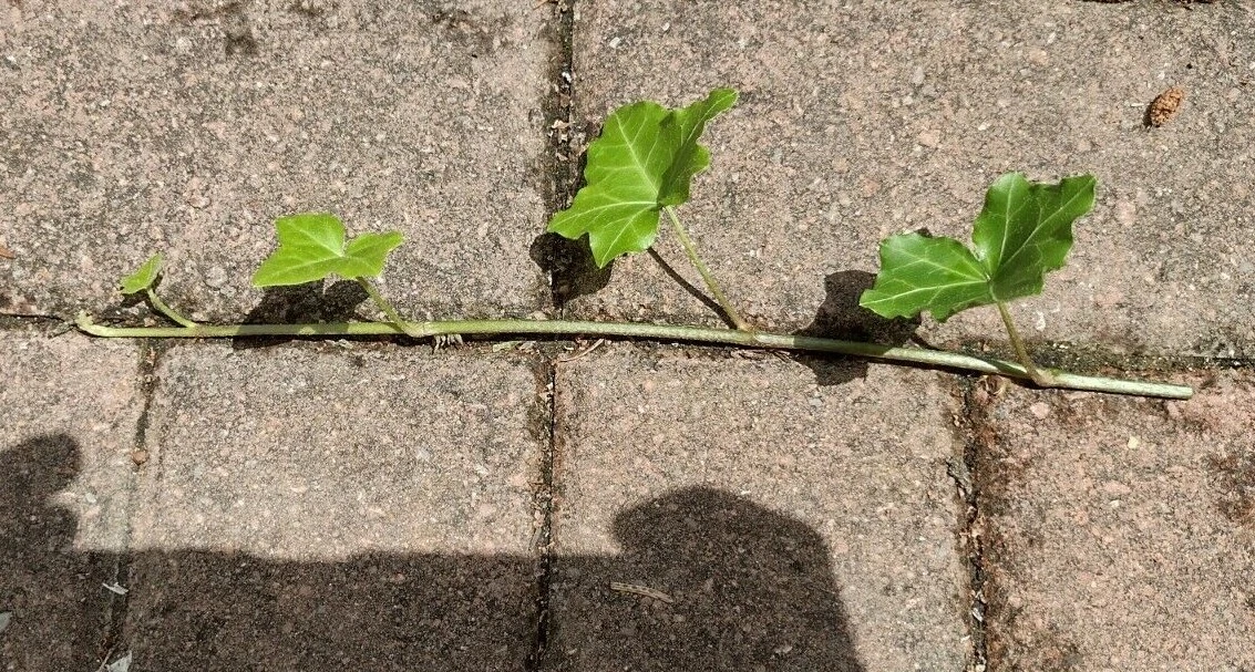 English Ivy Cuttings 10 Live 6-Inch Hedera helix Trailing Vine for Indoor or Container Growing