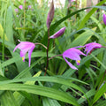 Bletilla ‘Kate’ Hardy Ground Orchid Live Starter Plant, Pink-Lavender Blooms, Easy Perennial for Shade Gardens