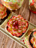 Succulent Plant - Bare Root Soul Fairy Rosette Succulent - Easy Care Indoor Gift & Wedding Favor - Delicate Pastel Colors