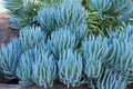 Blue Chalk Sticks Succulent Cutting - Healthy Rare Live Plant - Senecio mandraliscae - Easy Care Houseplant