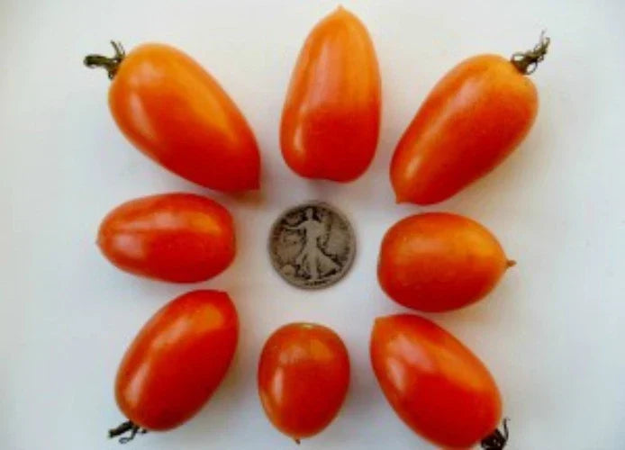 Amish Gold Tomato Seeds - 25 Pack, Paste & Slicer Variety, Solanum lycopersicum, Non-GMO, Heirloom, for Canning & Fresh Use