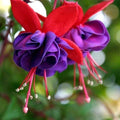Fuchsia Plant Live 3-4" Blue Eye Variety Hummingbird Attracting Fuchsia magellanica