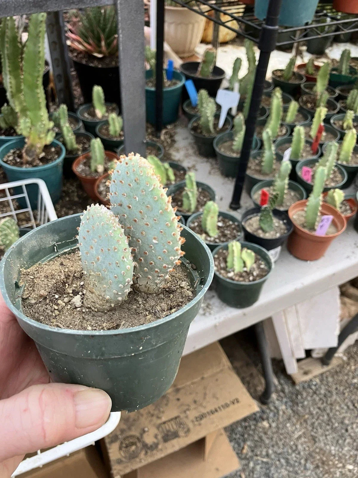 Beavertail Cactus Potted Plant 4" Opuntia basilaris Drought-Tolerant Succulent for Garden or Indoor