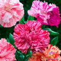 Picotee Mix Carnation Seeds - 200+ Pack for Garden Planting - Dianthus caryophyllus - USA