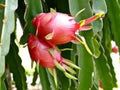 Organic Dragon Fruit Seeds - 30 Seeds, Hylocereus spp., Edible Pitaya Cactus, Tropical Fruit Plant for Garden or Pots