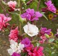 Clarkia Amoena Flower Seeds - 1000+ Mixed Colors Annual Garden Seeds for Borders & Cut Flowers