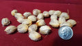 Jerusalem Palm Tree Seeds 24 Count | Date Palm Seeds | Phoenix dactylifera | Tropical Gardening Supplies