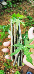 Tree Spinach Cuttings - Chaya Edible Mayan Spinach - High Nutritional Value (Cnidoscolus aconitifolius)