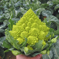 Romanesco Broccoli Seeds - 50+ Non-GMO Heirloom Organic Seeds - Fresh Culinary Variety