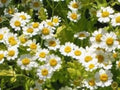 Feverfew Seeds - 100 Pack, Medicinal Perennial Herb, Chrysanthemum parthenium, Drought Tolerant, Attracts Pollinators