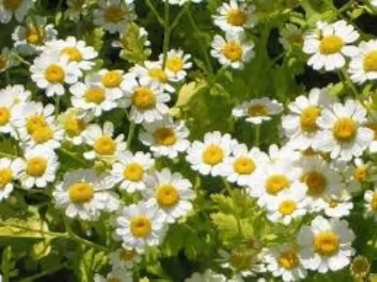 Feverfew Seeds - 100 Pack, Medicinal Perennial Herb, Chrysanthemum parthenium, Drought Tolerant, Attracts Pollinators
