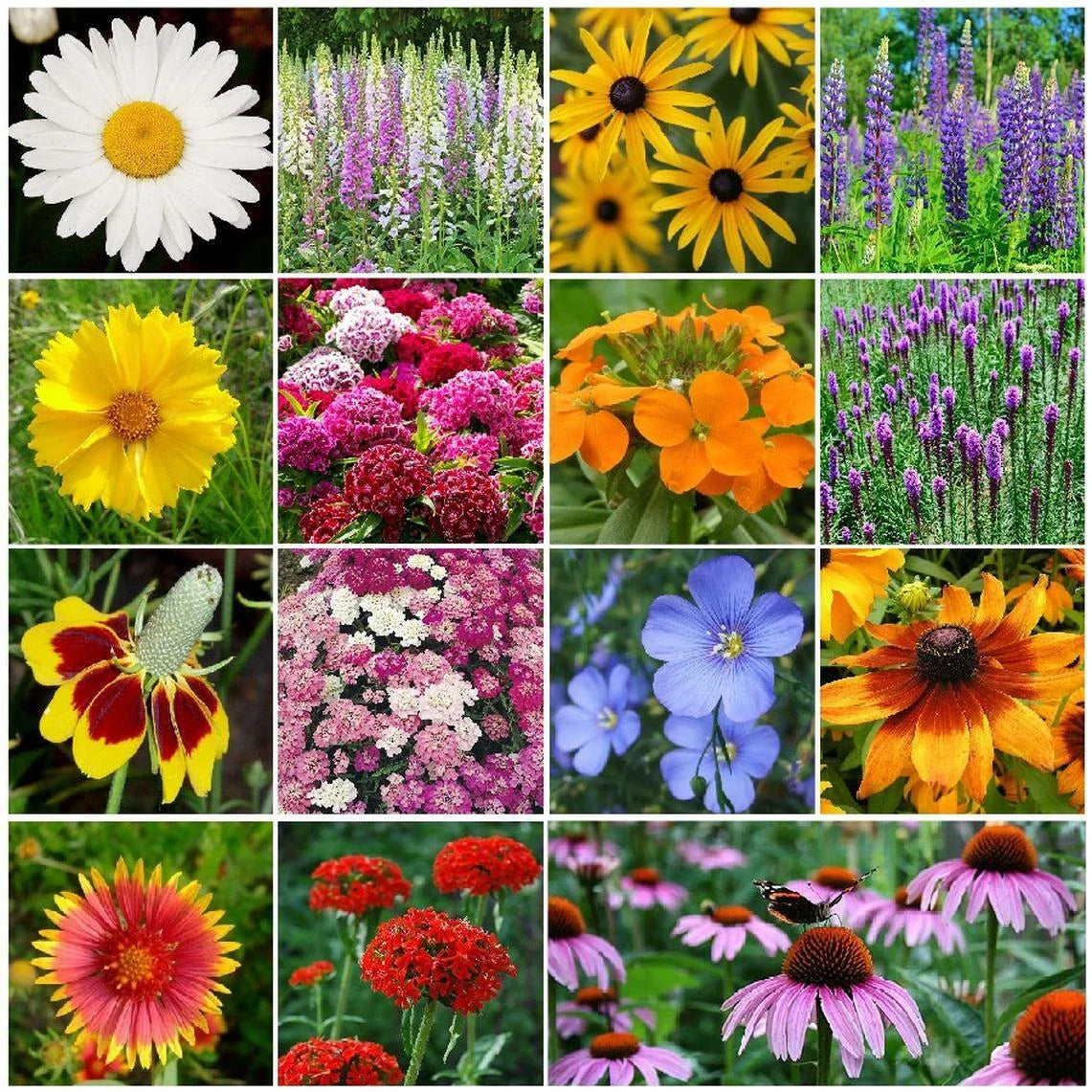 All Perennial Wildflower Mix 1 LB, 15 Species, Easy to Grow, Native Wildflowers for Gardens, Pollinator Friendly