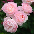 David Austin Rose Cuttings 3-Pack | Retired Heritage Variety for Rooting | Fragrant Garden Roses