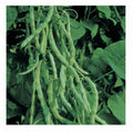 Kentucky Wonder 125 Bush Green Bean Seeds Non-GMO Heirloom Organic Gardening, Phaseolus vulgaris
