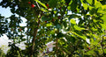Cherry Tree Cuttings - 8 Unrooted Stella Prunus avium for Home Gardening and Fruit Production