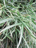 50 Bamboo Seeds Dwarf Malay Variegated Privacy Plant Garden Clumping Shade Screen (Bambusa vulgaris)