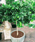Key Lime Tree Live Plant – Thornless Citrus aurantiifolia – Fruiting in Year – Compact, Bushy Citrus Tree