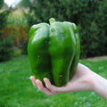 Organic Heirloom Emerald Giant Bell Pepper Seeds – Non-GMO, Sweet Capsicum annuum, Juicy Green Peppers, Vegetable Seeds for Home Garden