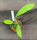 Hoya Treubiana Rooted Plant 2.5" Pot Live Houseplant