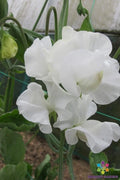 Mary Priestley Sweet Pea Seeds - 50+ Premium Garden Seeds - Lathyrus odoratus - USA Grown, Free Shipping