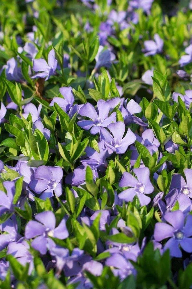 Vinca Vine 3.5 in Pot - Periwinkle Ground Cover - Vinca minor - Drought Tolerant, Shade-Loving Erosion Control Plant