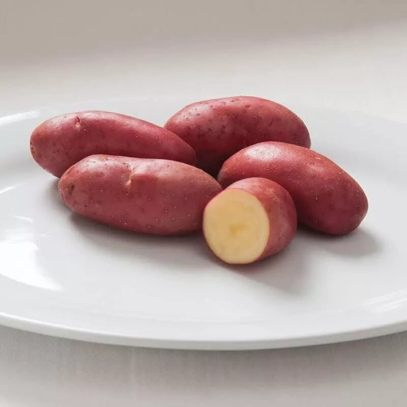 French Fingerling Seed Potatoes for Planting - 1 lb - Heirloom Variety - Solanum tuberosum