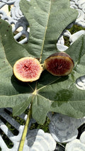 Brown Turkey Fig Cuttings - 8 Pack Ficus carica 'Brown Turkey' Heirloom Fruit Tree for Home Gardening