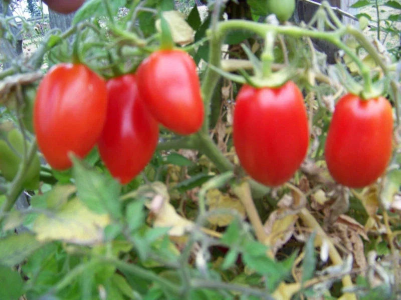 Roma Tomato Seeds – 150 Pack, Solanum lycopersicum, Heirloom, for Sauce & Salad, Non-GMO, Full Sun, Container & Garden Planting