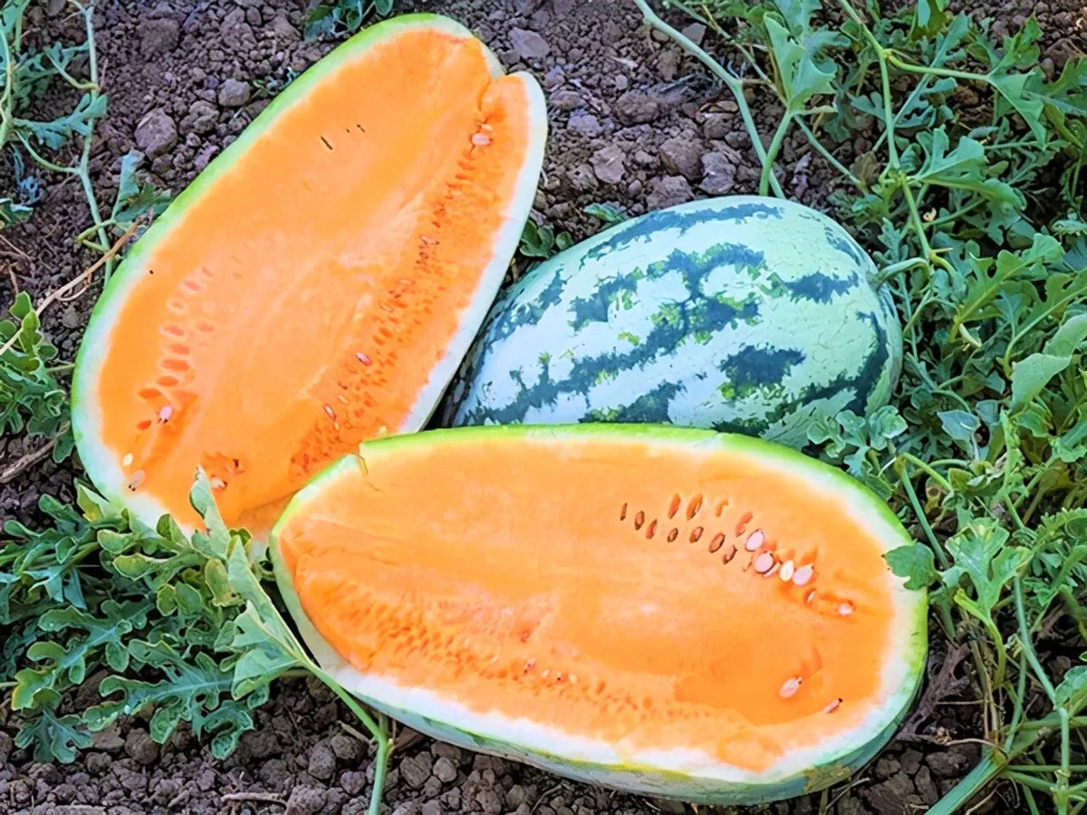 Tendersweet Orange Watermelon Seeds - Heirloom Citrullus lanatus - Non-GMO, Juicy, Sweet, Vining Fruit Seeds for Home Garden