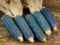 Blue Miniature Popcorn Seeds – Non-GMO Zea mays for Home Garden, Compact, Blue Kernels, Edible Corn Seeds, 25 Count