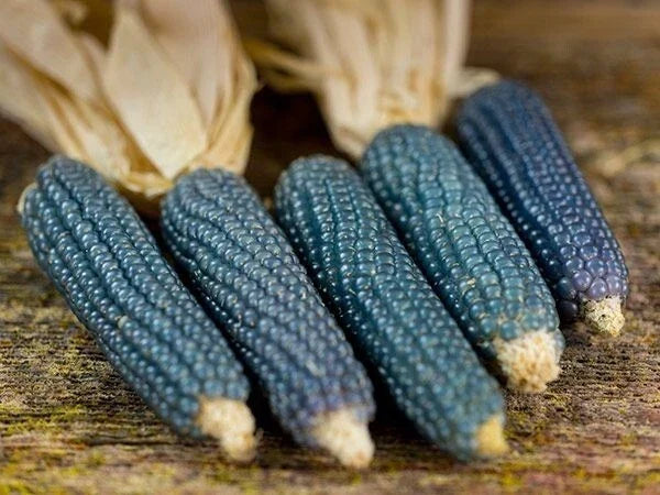 Blue Miniature Popcorn Seeds – Non-GMO Zea mays for Home Garden, Compact, Blue Kernels, Edible Corn Seeds, 25 Count
