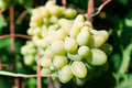 Very Rare Cotton Candy Grape Cuttings - 5 Rooting or Grafting Cuttings - Easy to Root (Vitis vinifera)
