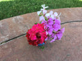 Ivy Geranium Cuttings 8 Pack - Pelargonium peltatum - Four Colors for Rooting, Trailing, Hanging Basket, Indoor Outdoor