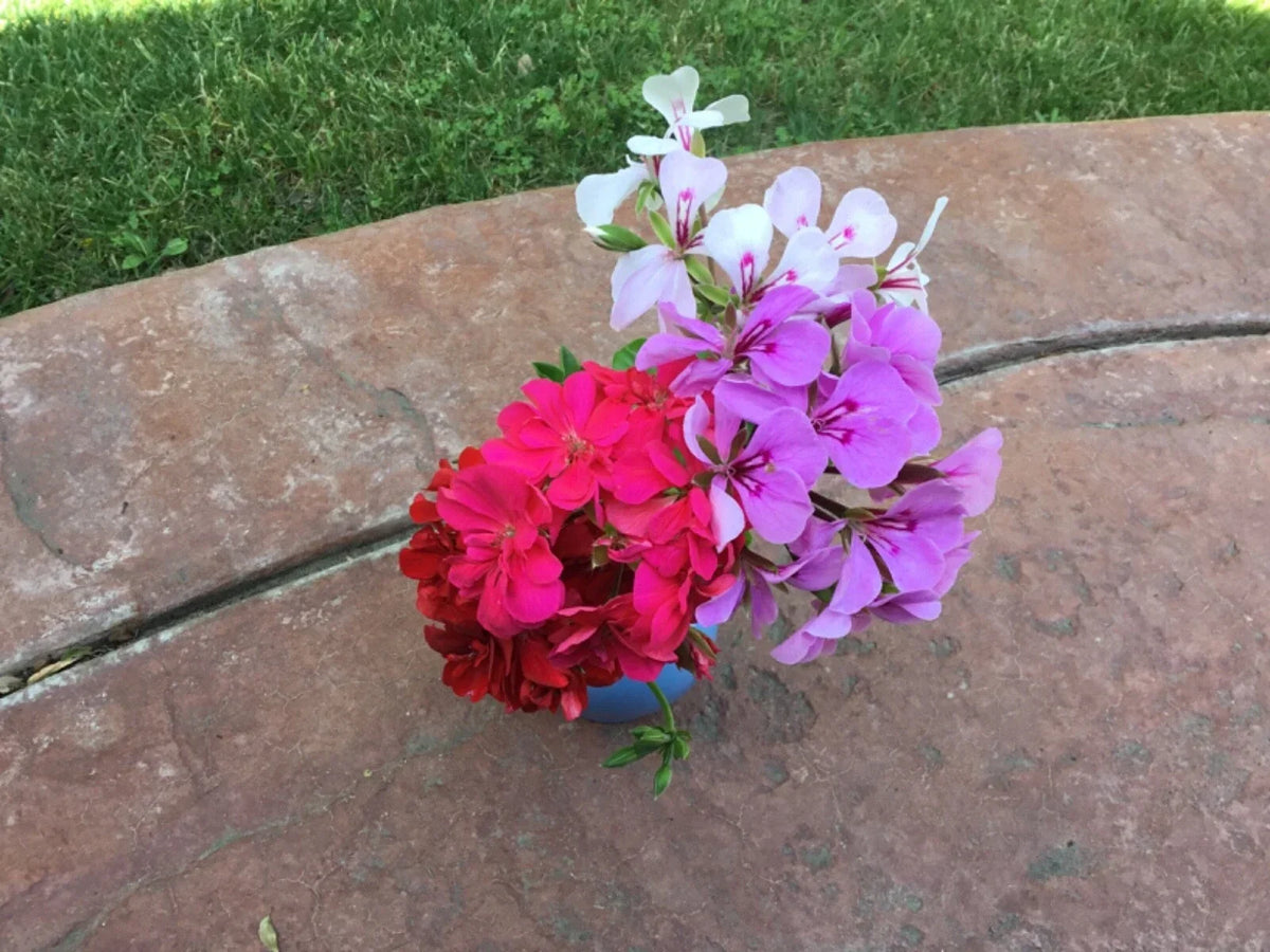Ivy Geranium Cuttings 8 Pack - Pelargonium peltatum - Four Colors for Rooting, Trailing, Hanging Basket, Indoor Outdoor
