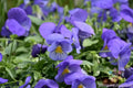 Cool Wave Blue Skies Pansy Seeds - 200+ Count - Viola x wittrockiana - USA Grown