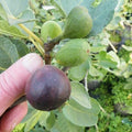 LSU Purple Fig Plant - Live Rooted Starter - Self-Pollinating - Zones 7-10 - Vigorous Grower - Edible Fruit - Ficus carica