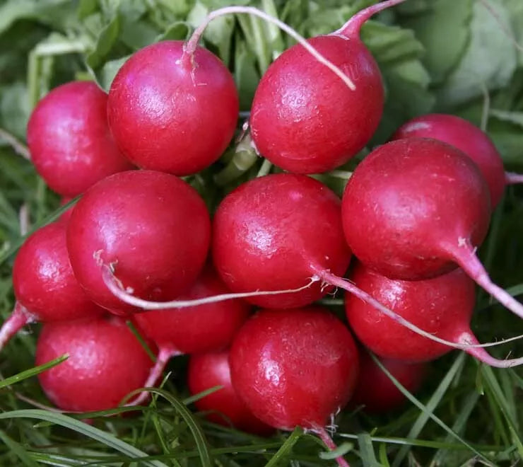 Radish Seeds Cherry Belle Pack of 200+ | Raphanus sativus for Salad & Cooking | Easy to Grow Vegetable Seeds