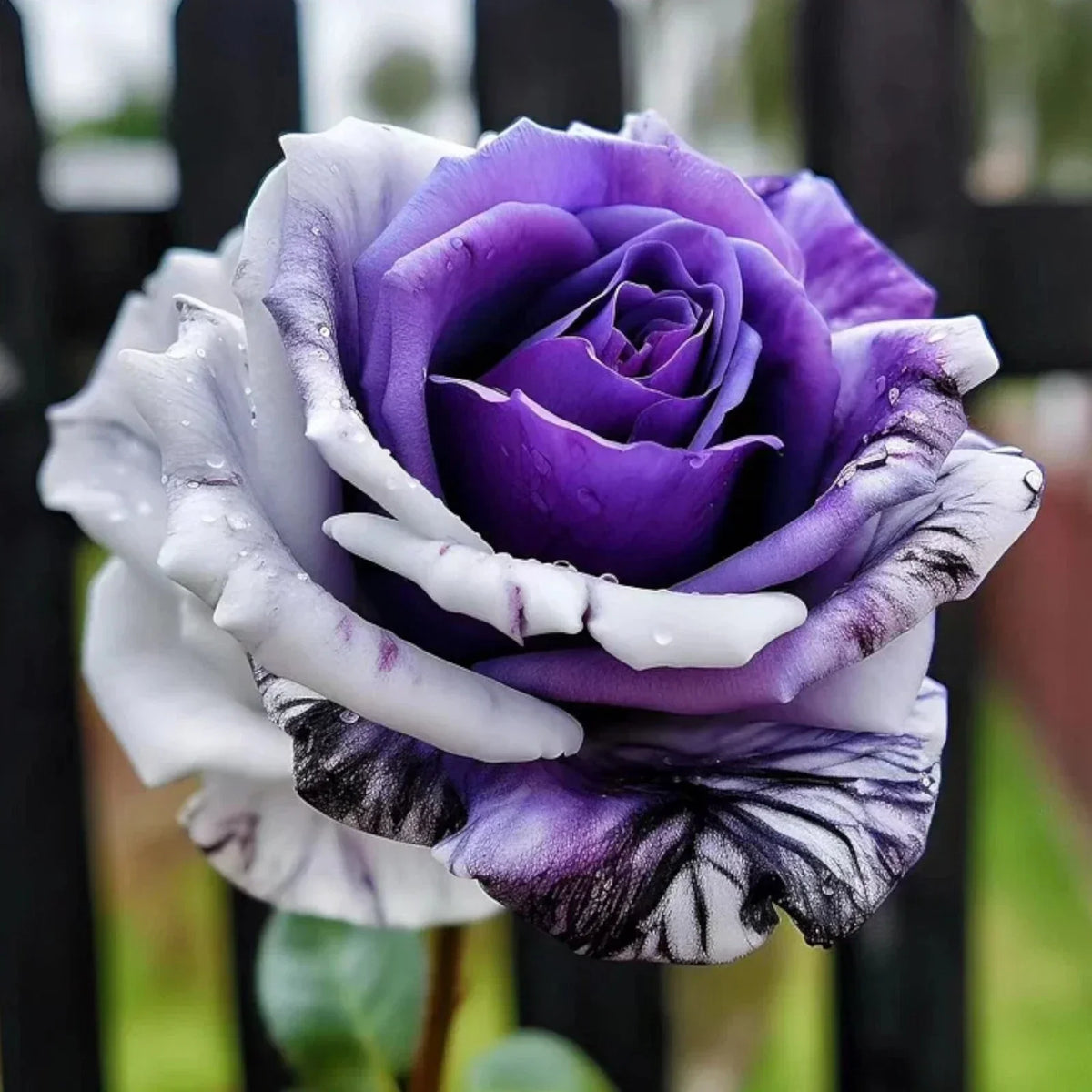 Rare Purple and White Twin Rose Seeds - 20pcs | Rosa spp. Garden Blooms