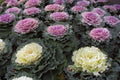 Ornamental Kale Seeds - 100 Non-GMO Heirloom Brassica oleracea for Colorful Fall Gardens