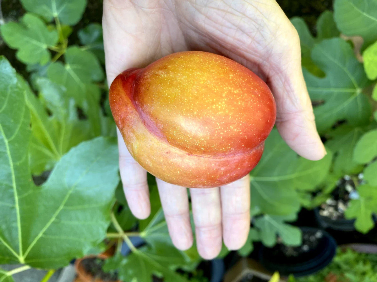 European Plum Cuttings - Edible Landscaping, Large Fruits, Prunus domestica, Ready-to-Plant