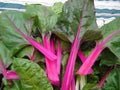 Pink Lipstick Swiss Chard Seeds - Non-GMO, Colorful Salad Variety, Beta vulgaris