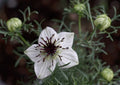 Black Cumin Seeds, Roman Coriander, Culinary Spice, Nigella sativa, 100 Pack