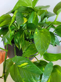 Pothos Cuttings - 3 Fresh Unrooted Hawaiian Epipremnum aureum Houseplant Clippings