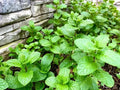 Mint Seeds - 500 Count for Culinary Use - Mentha spp. - Grown in USA 2024